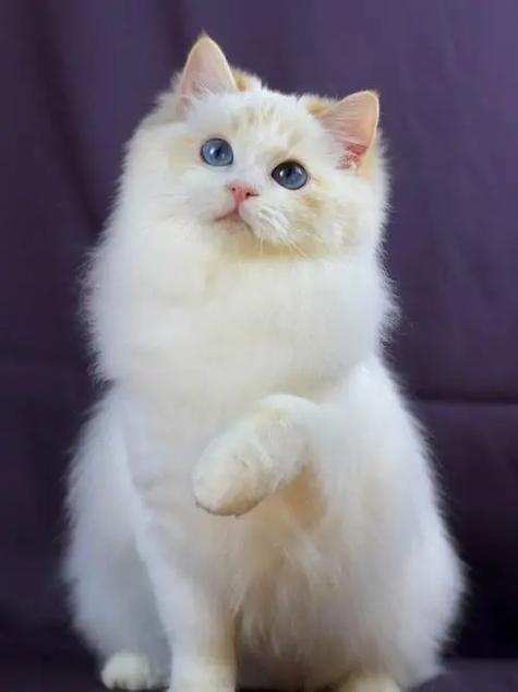 火焰猫多少钱一只