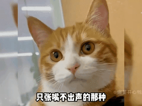 猫咪可以听懂人说话吗