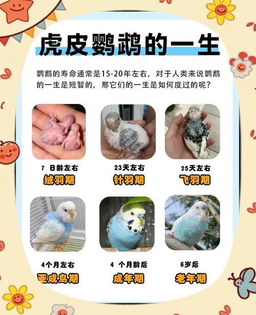 怎么知道鹦鹉怀孕了