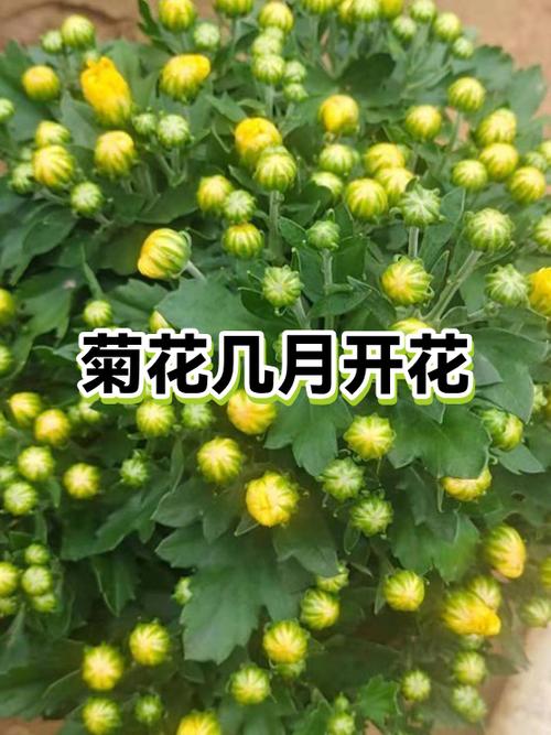 菊花什么时候开花季节 菊花什么时候开花季节