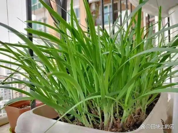 家庭种韭菜