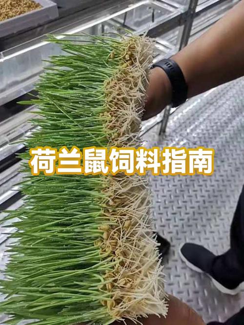 饲料鼠怎么养