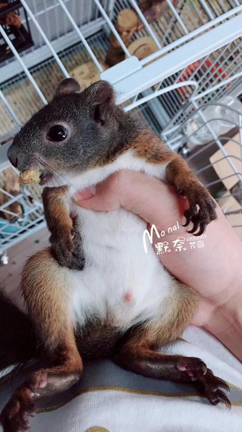 家里进松鼠好不好