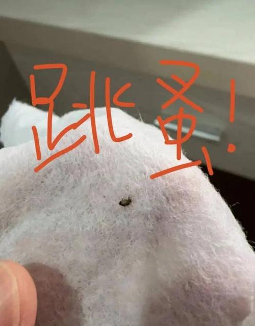 去猫虱子最简单的方法