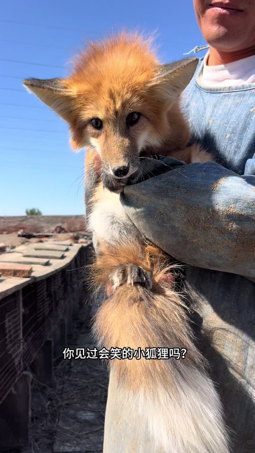 宠物狐狸咬人的原因