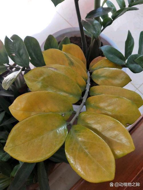 金钱树的种植方法