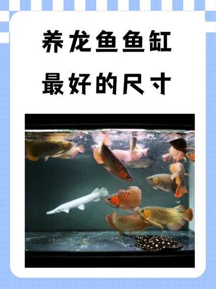 养龙一天能赚多少钱