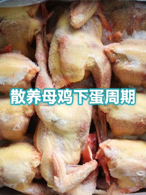 土母鸡养多久下蛋