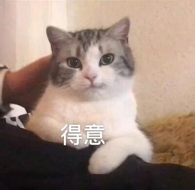 猫咪得意的图片