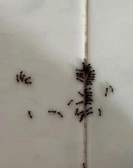 家里出现蚂蚁预示什么