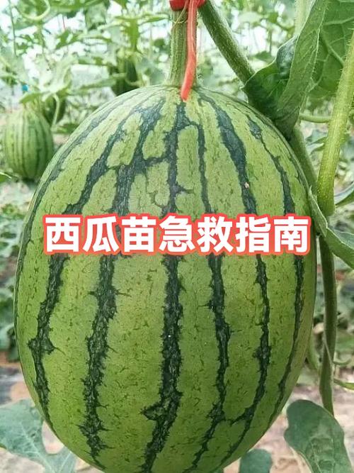西瓜异常多久能正常工作