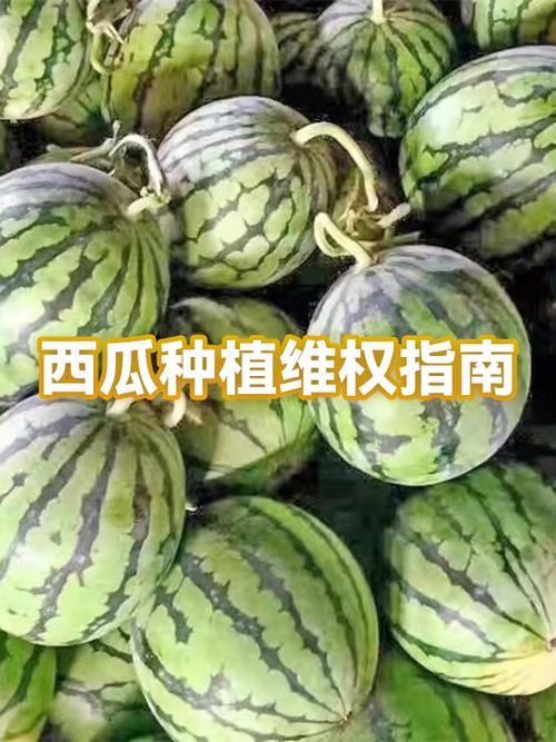 西瓜异常多久能正常工作截图2