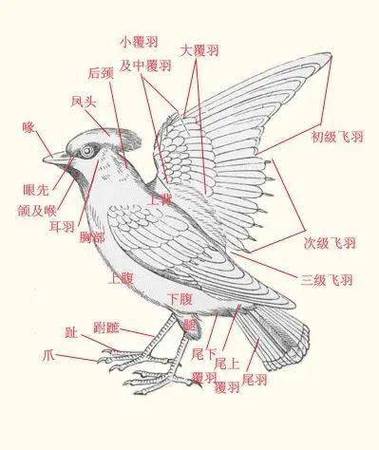 麻雀结构图