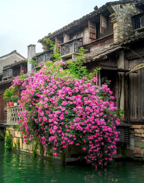 乌镇必去的三大景点
