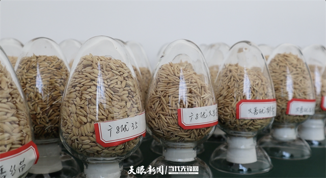 种子芯片截图2