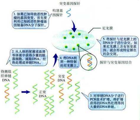 dna驱动杂交