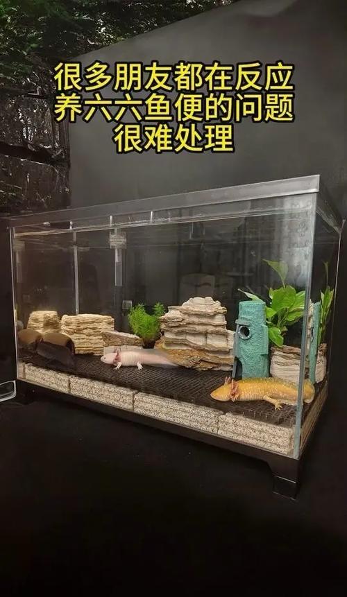 六角恐龙养几只比较好