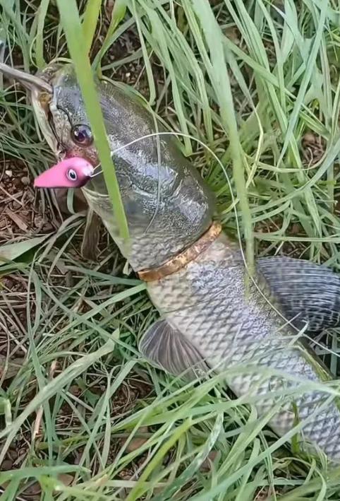 传说长吻雀鳝怎么钓