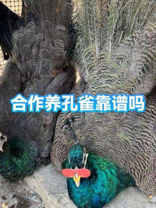 寻找养殖合作投资