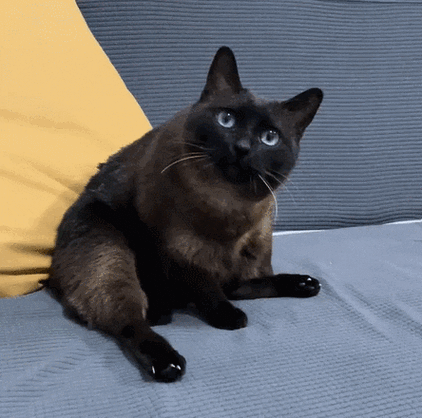 小猫关一夜小黑屋