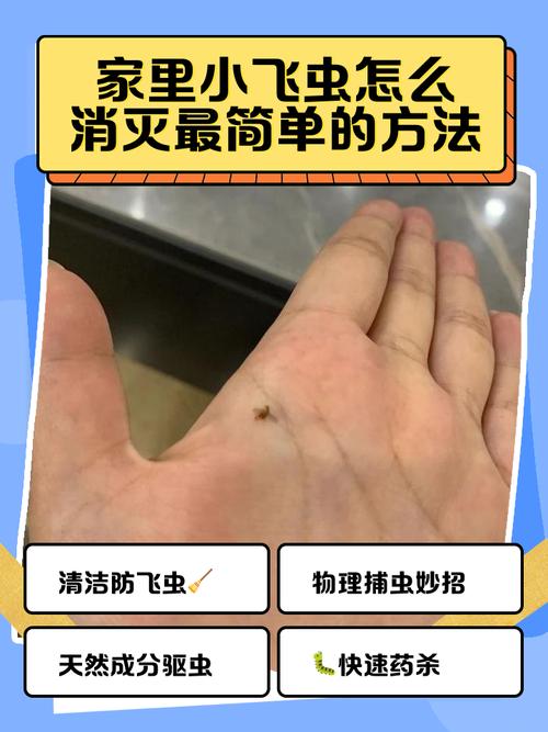 怎样消灭小飞虫