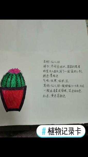 观察植物仙人掌