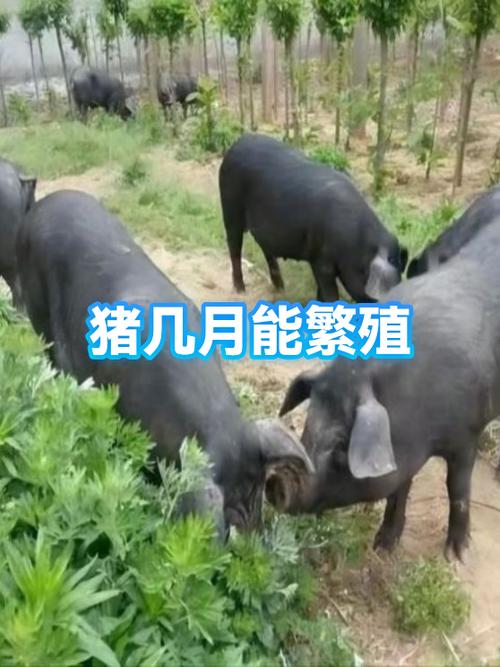 野猪多久能配种