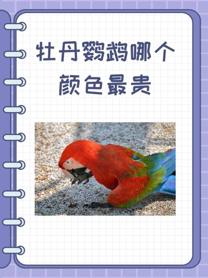 鹦鹉排名第一名截图2