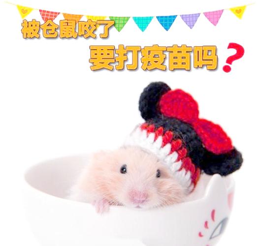 不小心被小仓鼠咬到了怎么办截图2