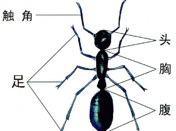 蚂蚁身体部位介绍