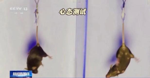 航天鼠鼠认大哥截图2