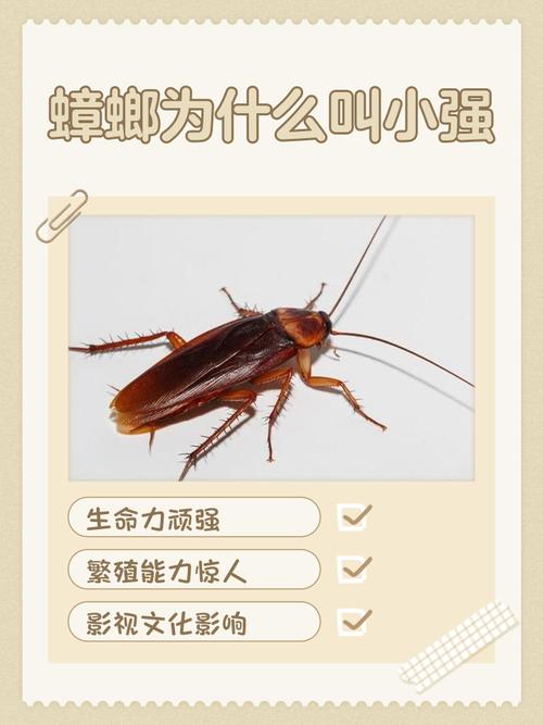 末日蟑螂张小强回家