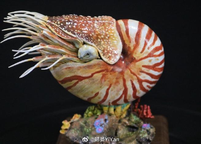 鹦鹉螺活体哪里买