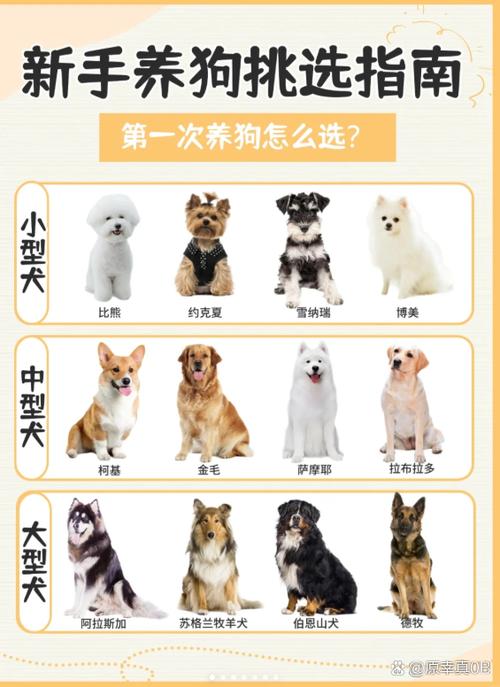开狗是什么意思