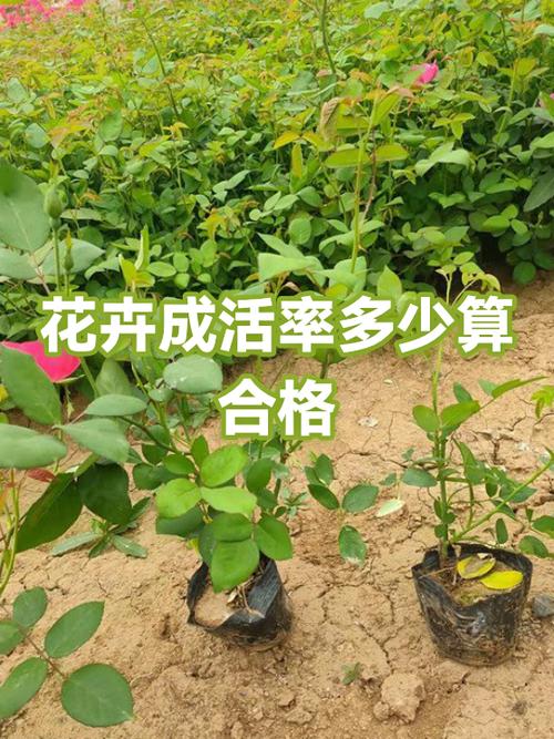 花卉栽植施工报价多少一平方
