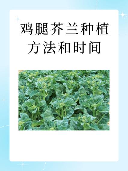 芥兰菜种植时间和方法