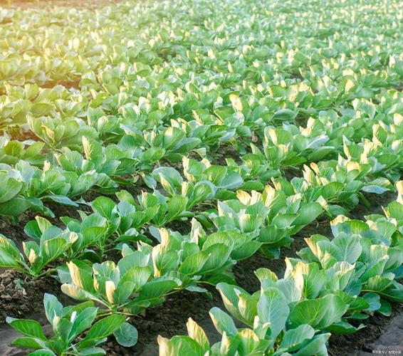 芥兰菜种植时间和方法截图2