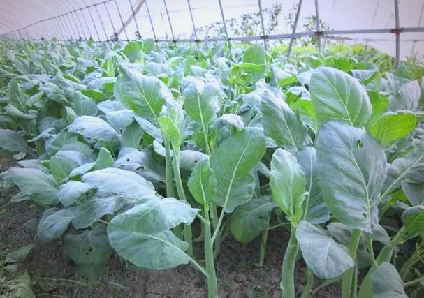芥兰菜种植时间和方法截图3
