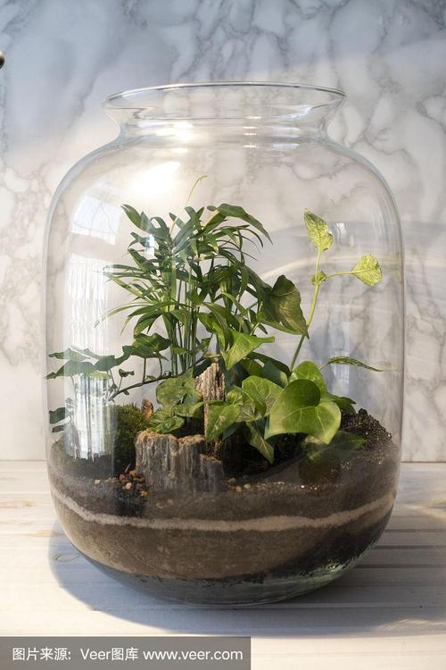随机植物砸罐子截图2