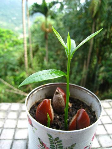 蛋黄果种植技术视频