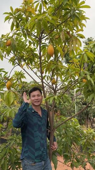 蛋黄果种植技术视频截图2