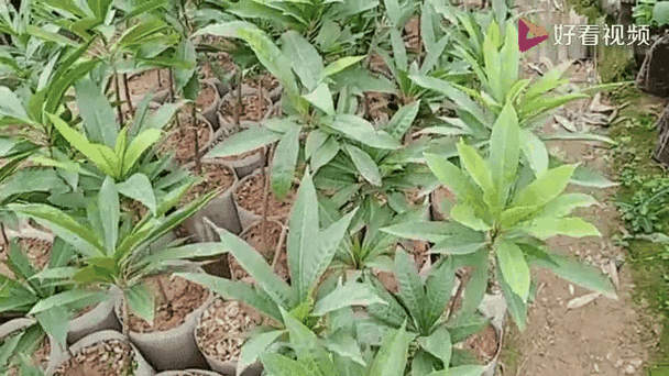 蛋黄果种植技术视频截图3