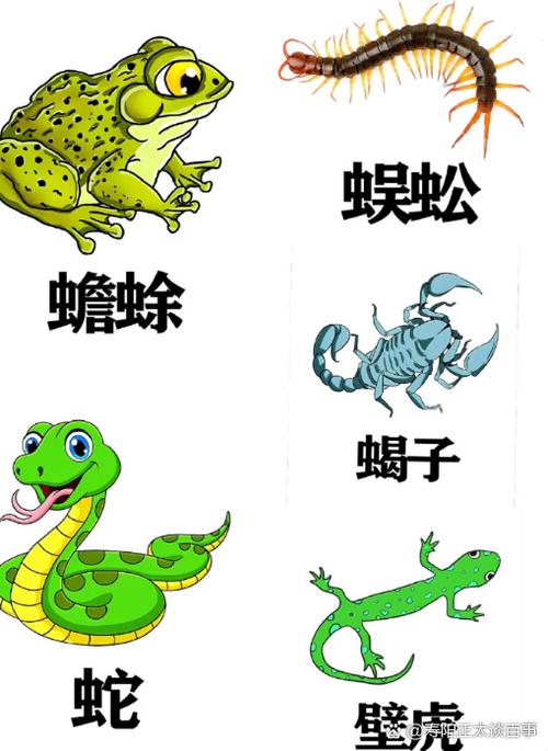 小蛇斗蜈蚣五毒破解版