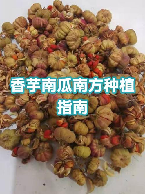 种南瓜注意事项截图3
