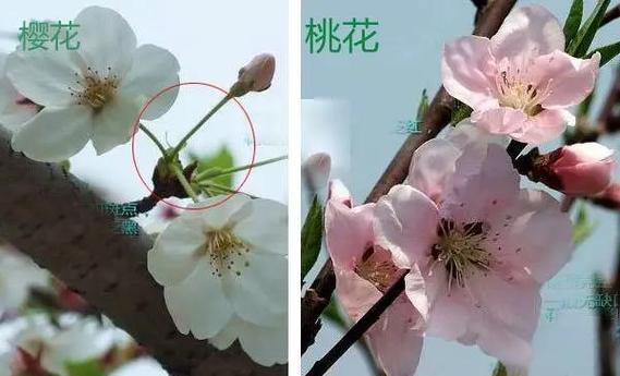 男人桃花2朵的暗示