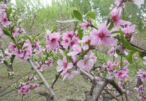 男人桃花2朵的暗示截图2