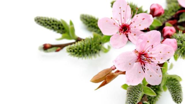 男人桃花2朵的暗示截图3
