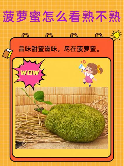 菠萝蜜肉硬硬的是不是没熟