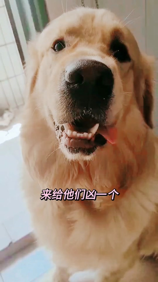 恶犬呲牙表情包