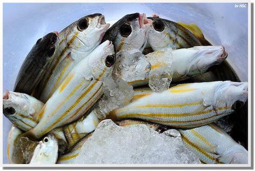 frozen fish